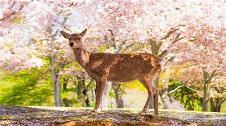 奈良のハッテン場ガイド｜知っておくべき現実と注意点